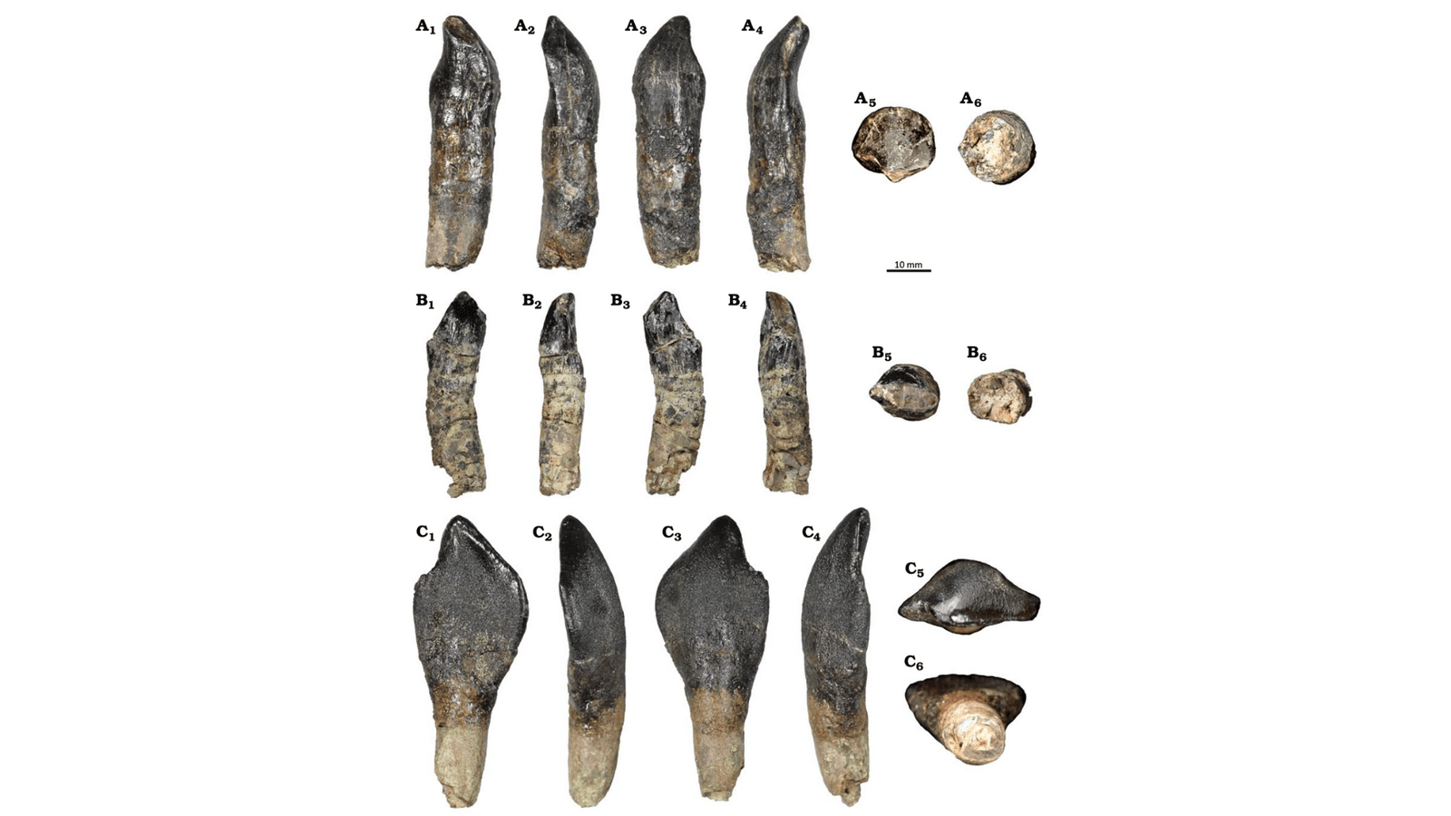 Boulemane: des dents de dinosaures géants découvertes
