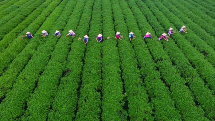 Le Maroc, premier importateur de thé de Hunan