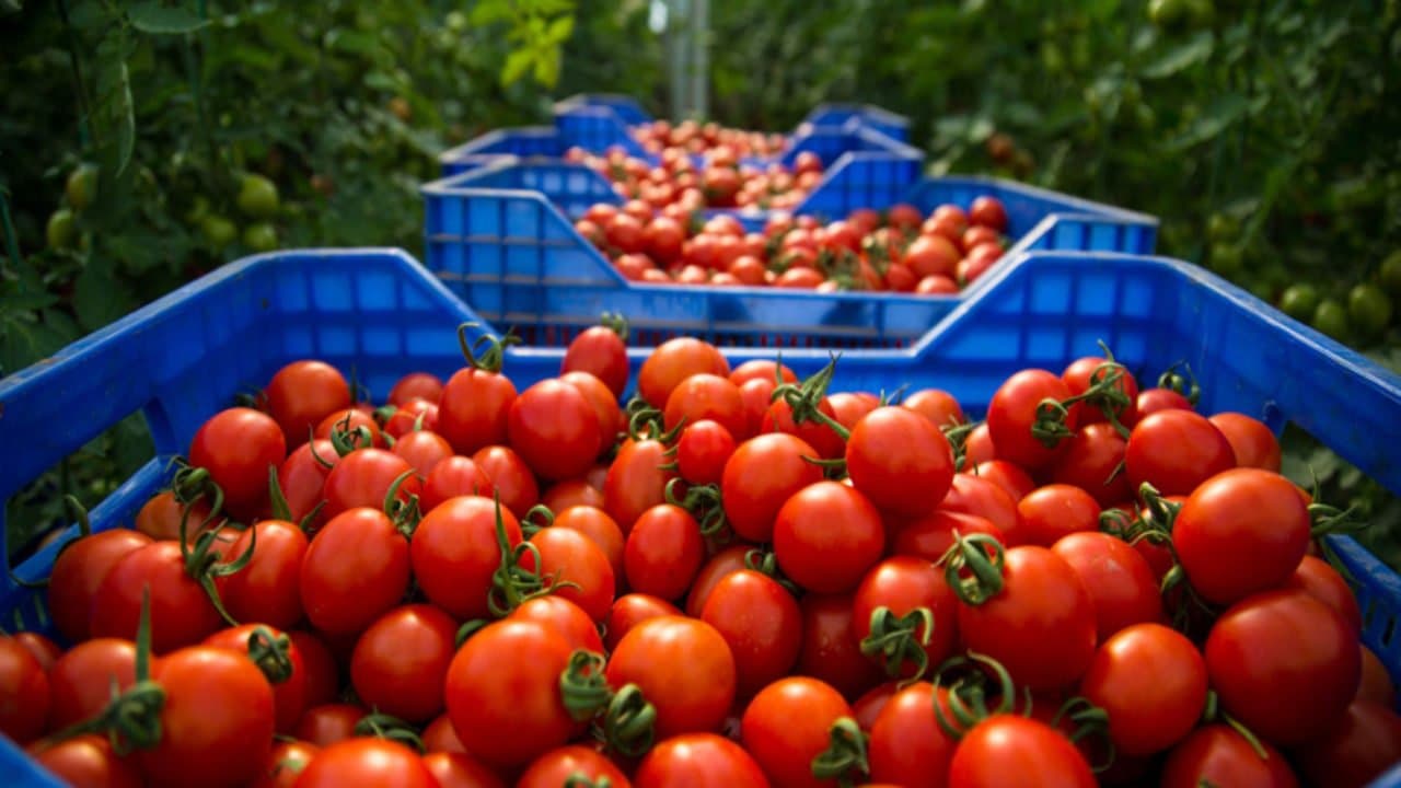 Kalystar: des tomates cerises marocaines vers l’Europe