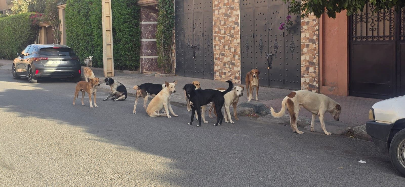 Chiens errants à Marrakech: une problématique persistante