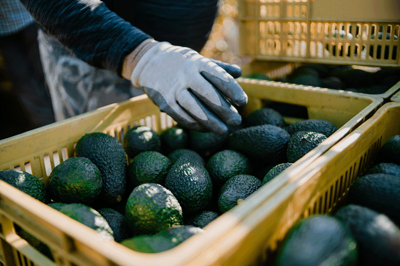 Exportations record d’avocats marocains : 179 millions de dollars