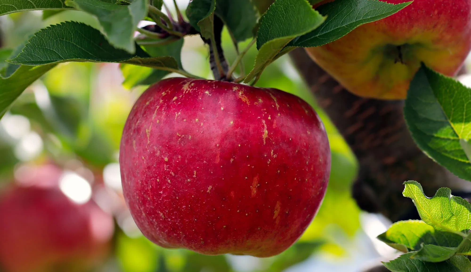 Pommes: 310.000 tonnes attendues à Drâa-Tafilalet