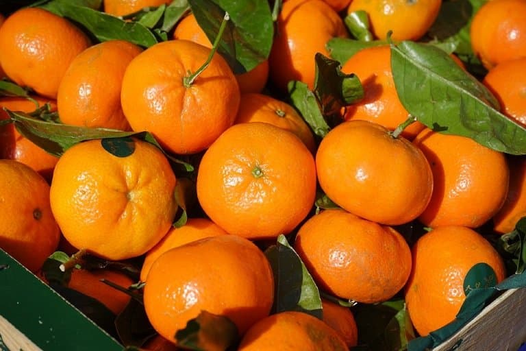 Mandarines marocaines: Un record historique d’exportation