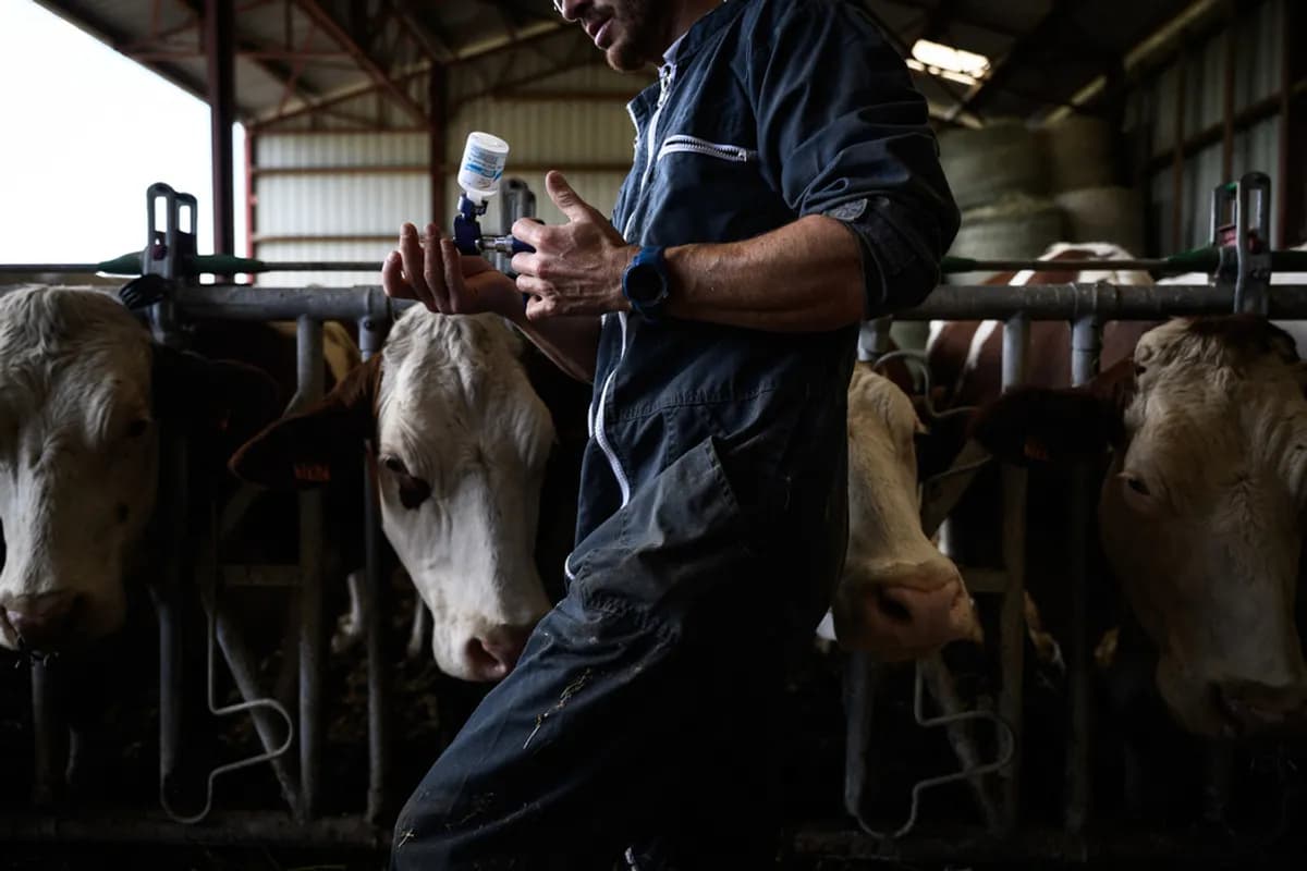 France: Accélération de la vaccination face à l’épidémie bovine