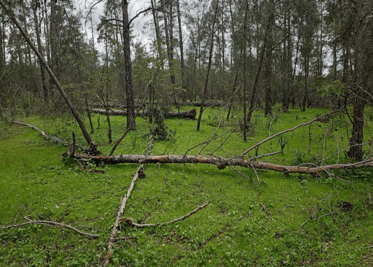 Maâmora: Pas d’abattage massif d’arbres !