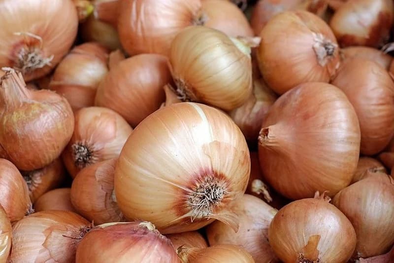 Agadir: L’oignon espagnol détrône le local