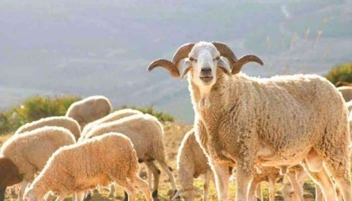 Aïd Al-Adha: Alerte sur les viandes mal conservées