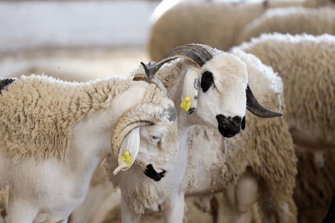 Bétail de l’Aïd: Disponibilité assurée, coûts toujours élevés
