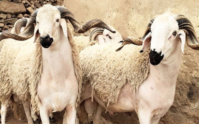Aïd al-Adha: Des appels à une prime spéciale