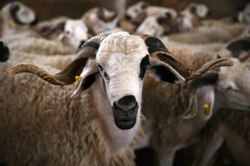 Aïd Al-Adha: Casablanca mobilise ses abattoirs communaux