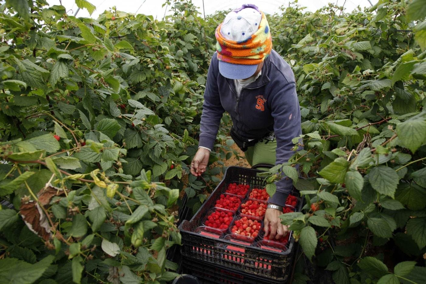 Fruits rouges: Les saisonnières marocaines saluées en Espagne