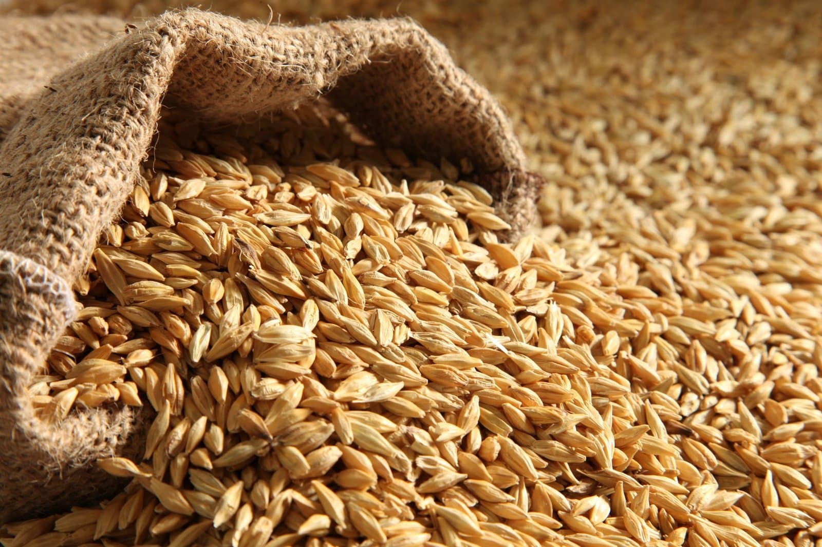 Maroc : 33 millions de quintaux de céréales importés