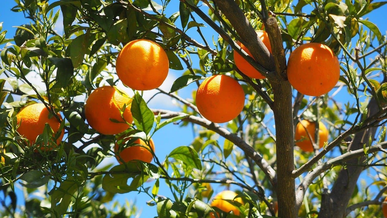 Oranges marocaines: Forte percée en Allemagne