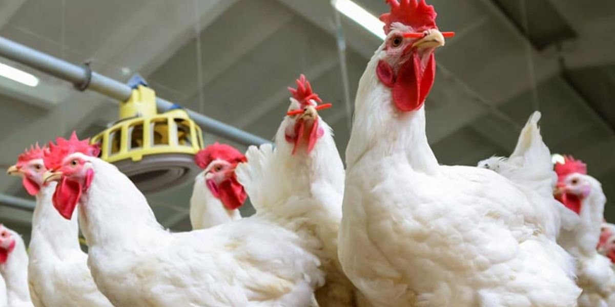 Poulet: Nouvelle hausse attendue