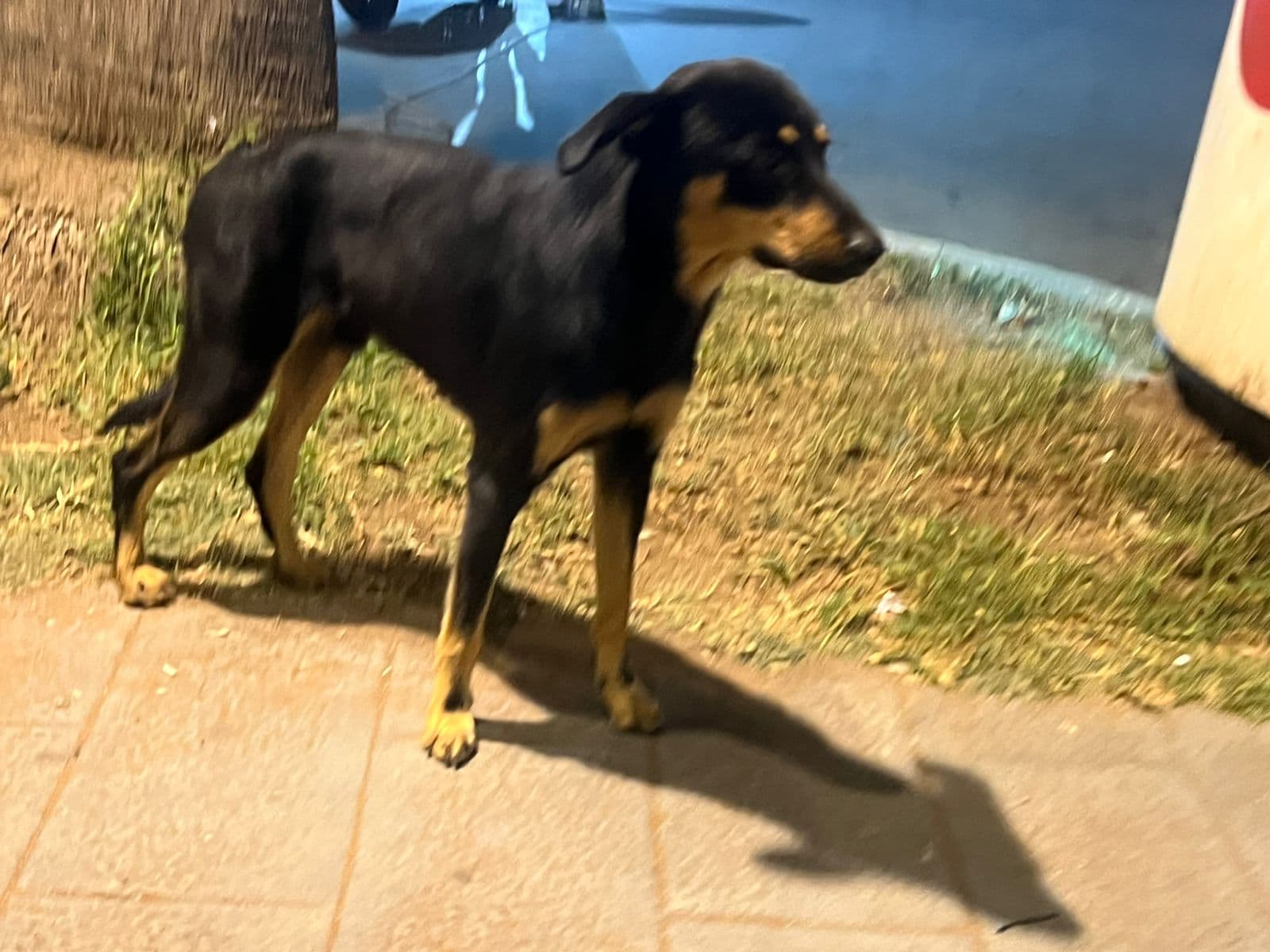 Fès: les chiens errants attisent l’inquiétude dans plusieurs quartiers