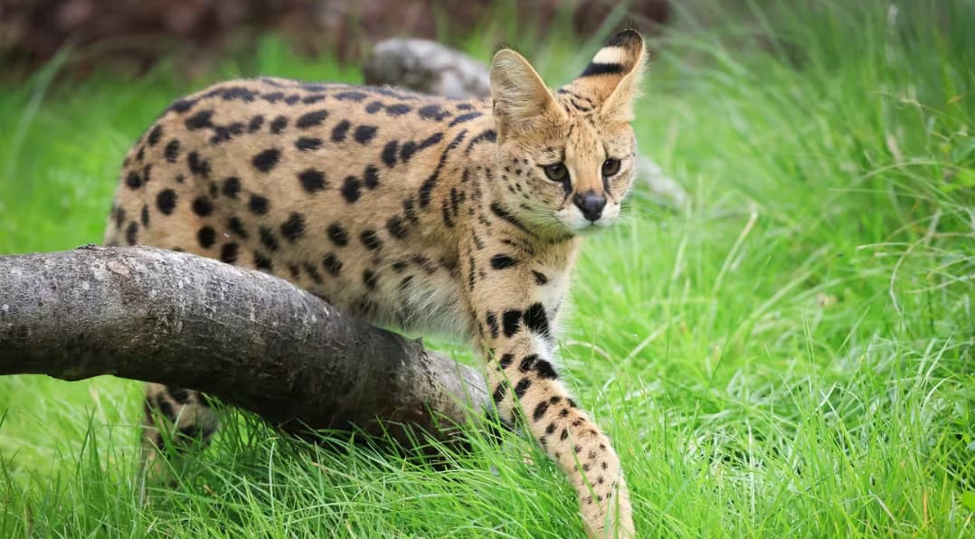 Faune sauvage: les faux visuels IA brouillent les repères