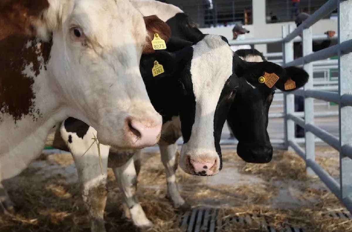 Viandes rouges : Le quota de 300 000 bovins importés atteint