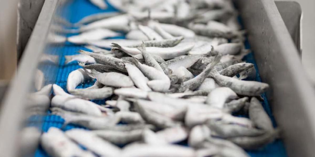 Sardines : Les débarquements bondissent de 66 % au Maroc