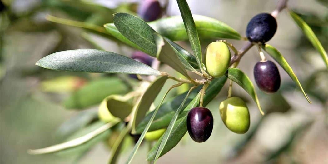 Taounate : L’état végétatif des pâturages, arbres fruitiers et légumineuses est bon