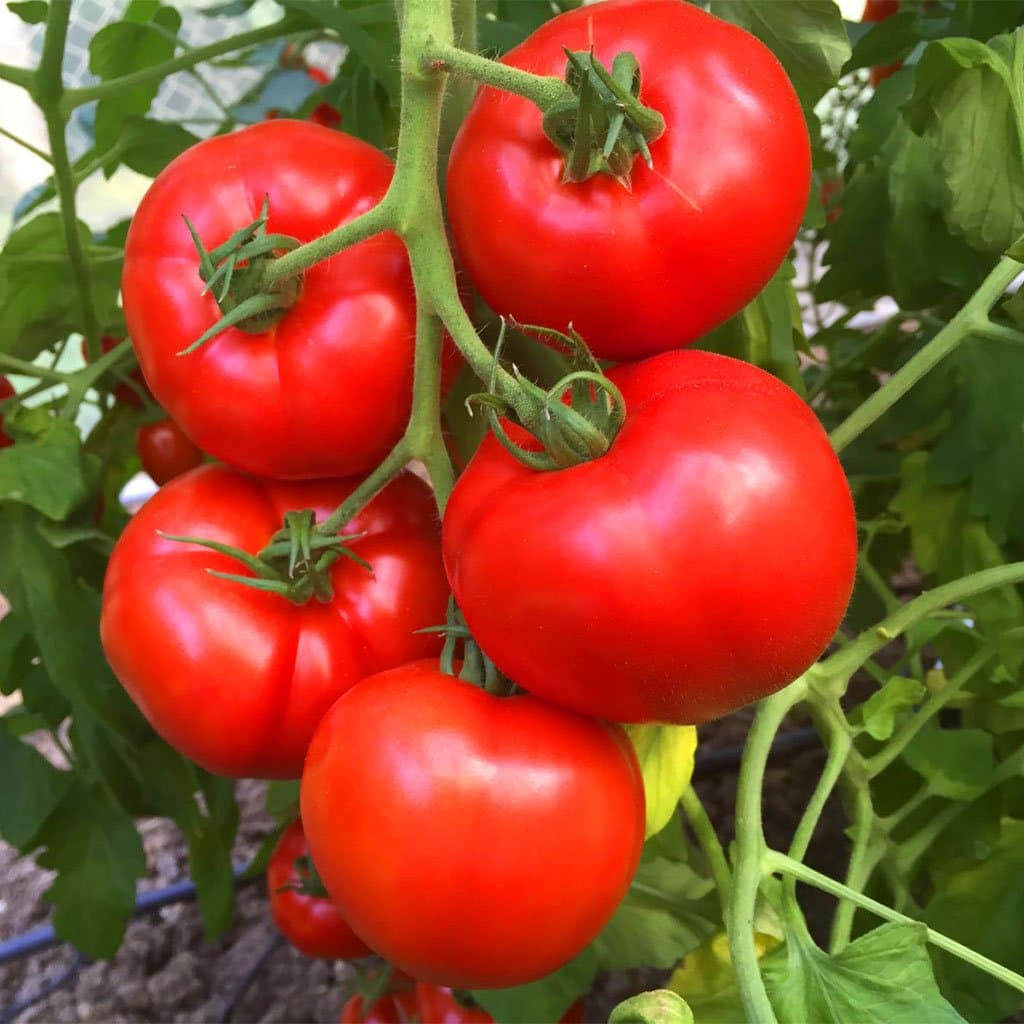 Tomates : L’UE va moins produire et importer plus depuis l’étranger