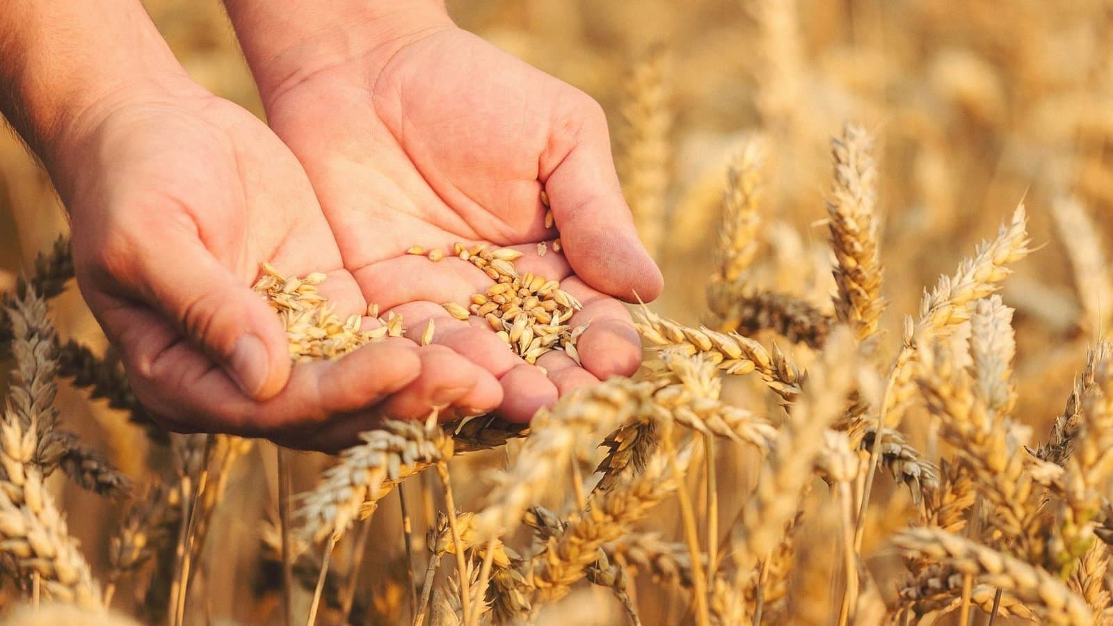 Céréales : Une récolte de 34 millions de quintaux pour 2021/2022