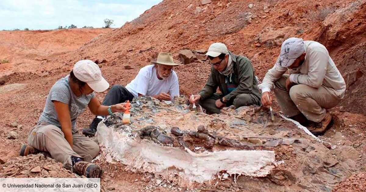 Un fossile rare, vieux de 380 millions d'années, découvert en Australie
