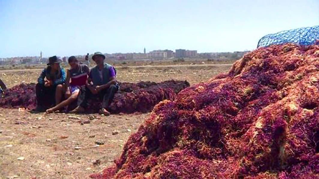 Algues marines: Collecte de plus de 22.500 tonnes dans les doukkala