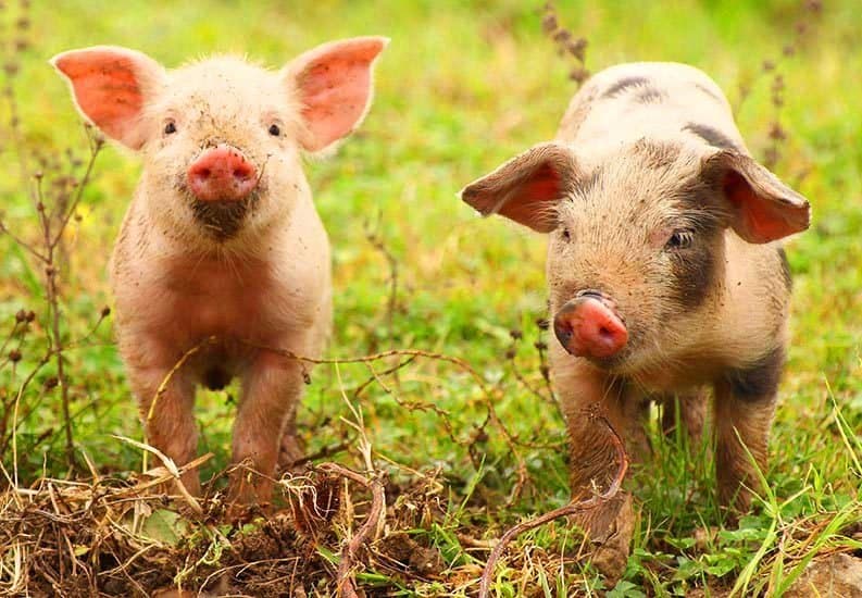 Un cochon tue le boucher qui s'apprêtait à l'abattre à Hong Kong
