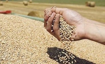 Campagne agricole 2022/2023: Hausse de 62% de la production prévisionnelle des céréales à 55,1 Mqx
