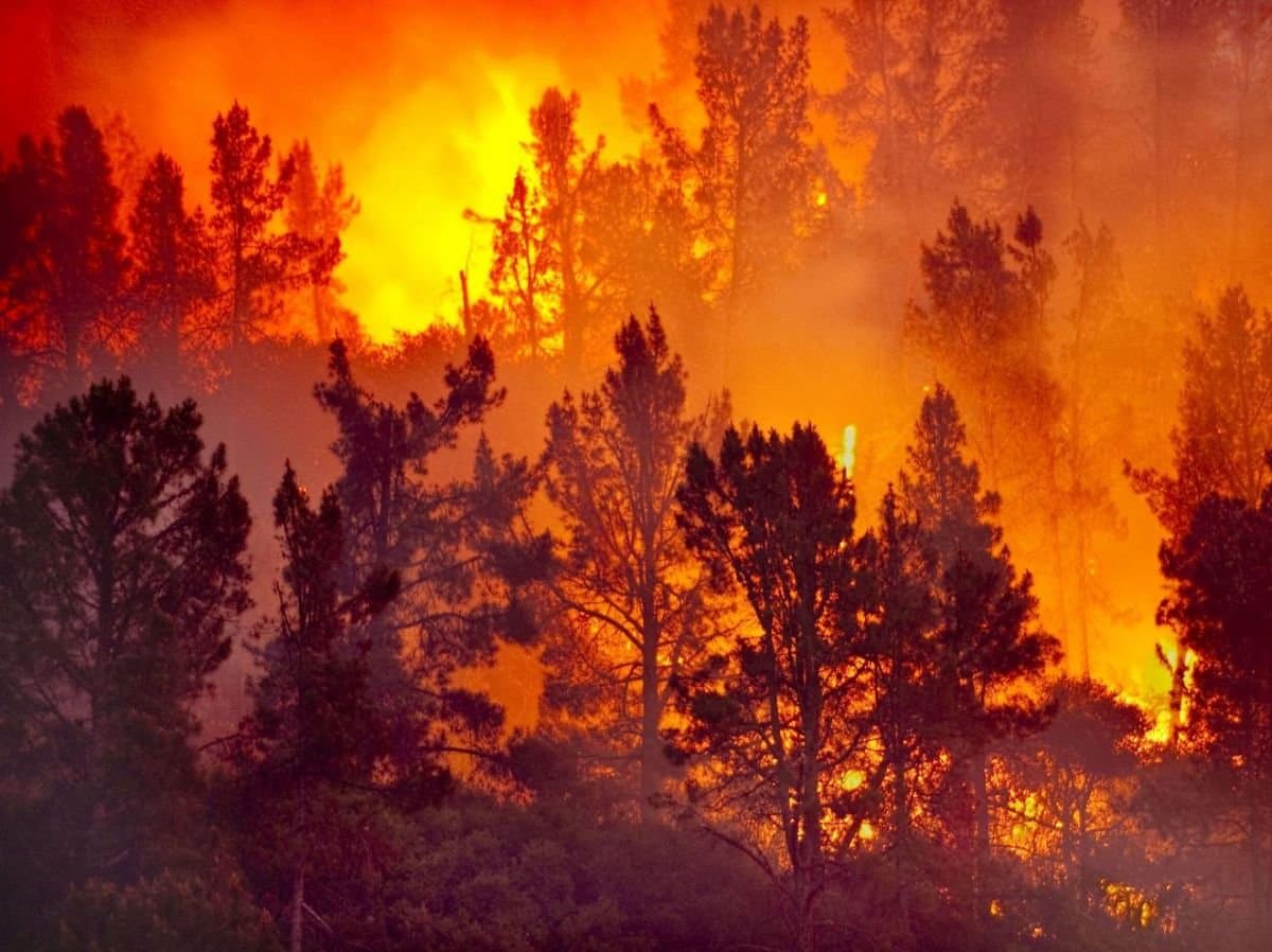 Taza: L'incendie de la forêt de Maghraoua maîtrisé à 65% (responsable)