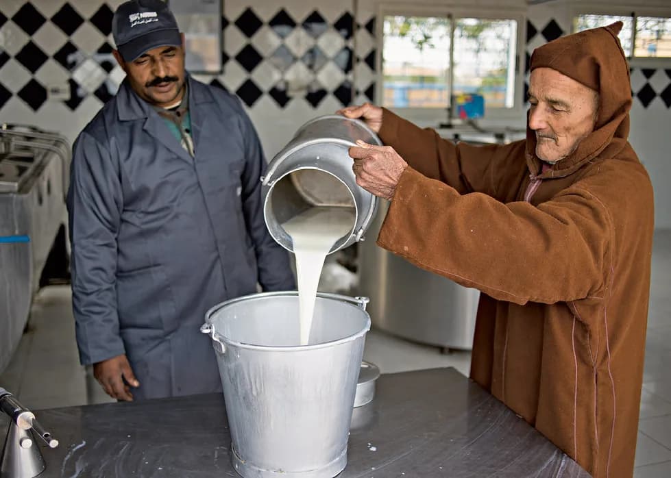 La filière laitière au Maroc : défis et soutien du gouvernement aux éleveurs et producteurs