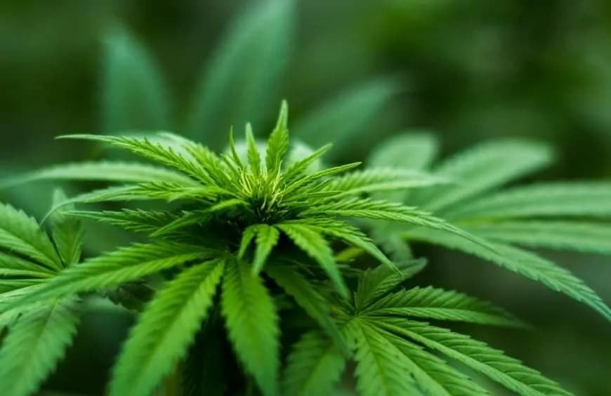 Arnaque au cannabis “JuicyFields” : Des arrestations en masse et des saisies majeures
