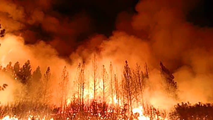 Taza: 30 hectares ravagés par les feux de forêts