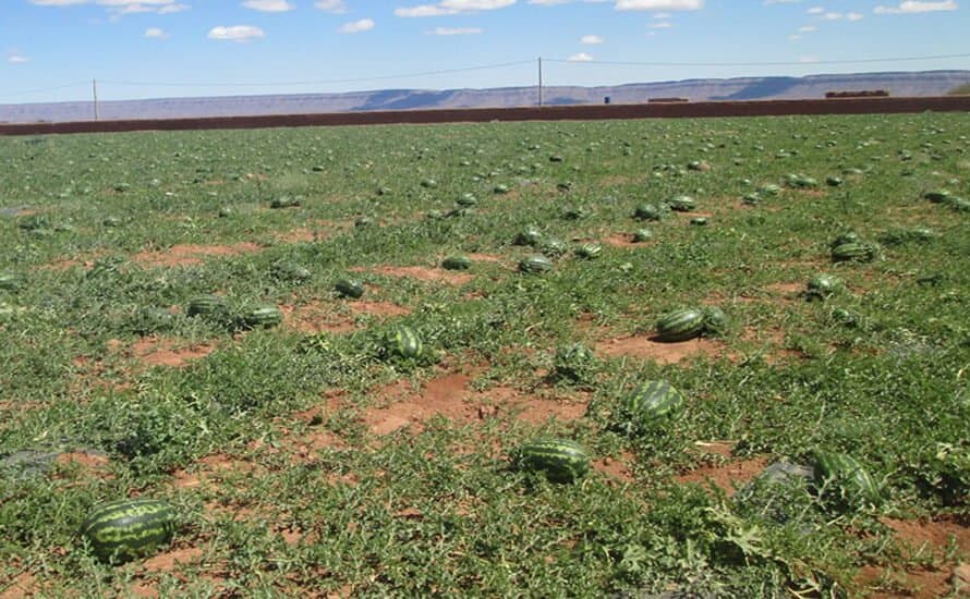 Crise hydrique à Zagora : Appel urgent à cesser la culture de la pastèque