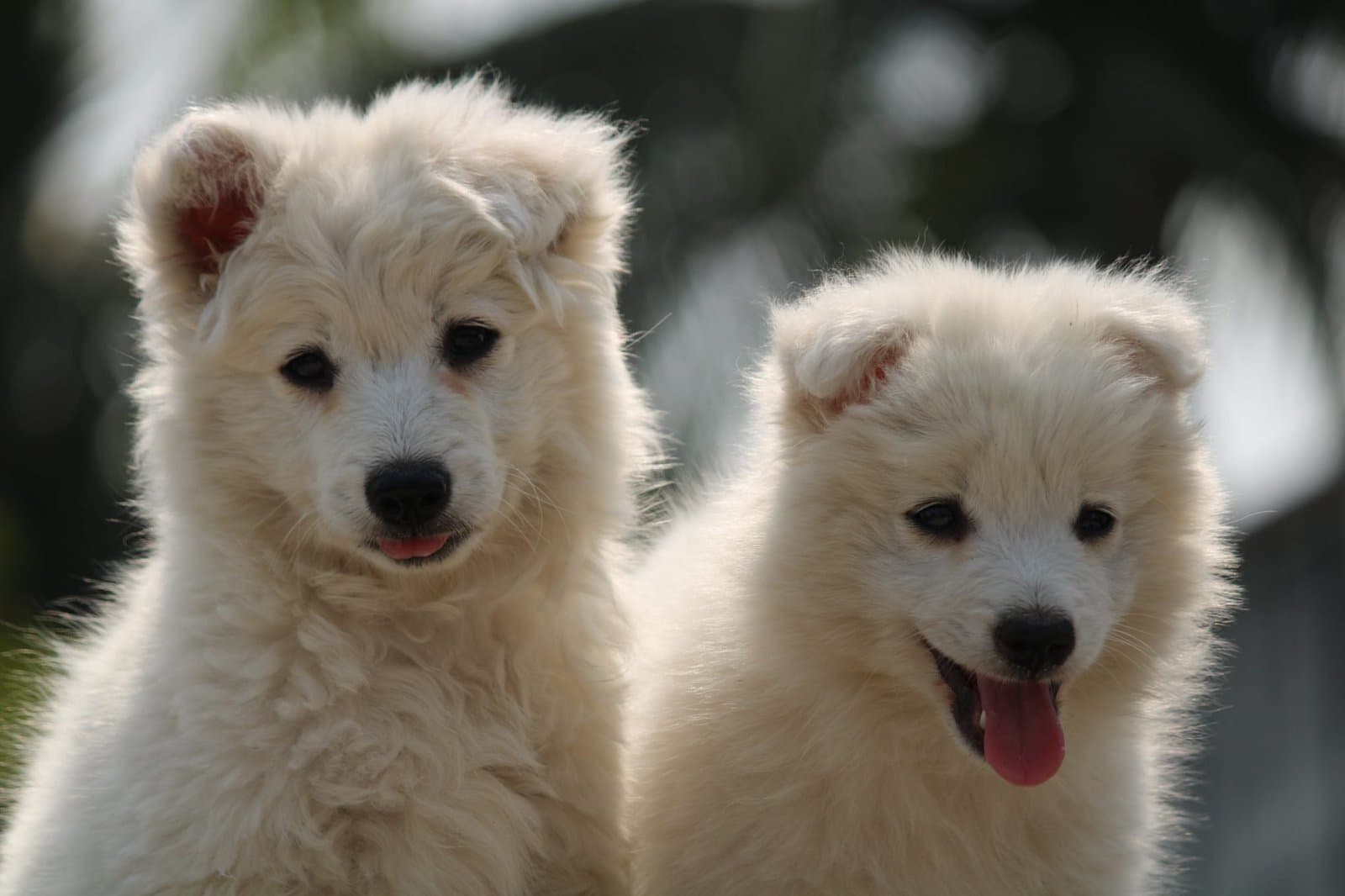Défi pour Pékin : Plus d'animaux de compagnie que d'enfants en Chine