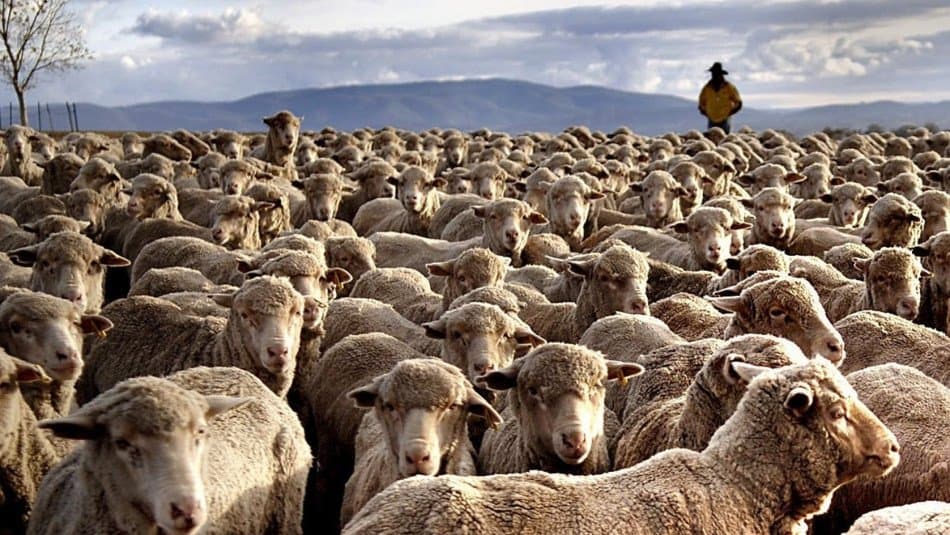 Le Maroc lance une stratégie d’importation de moutons d'Australie