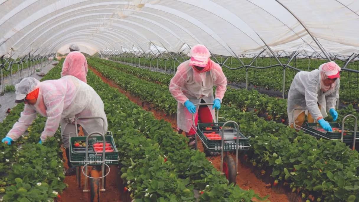 Saison de fraises: 13000 travailleuses marocaines rejoignent les champs de Huelva