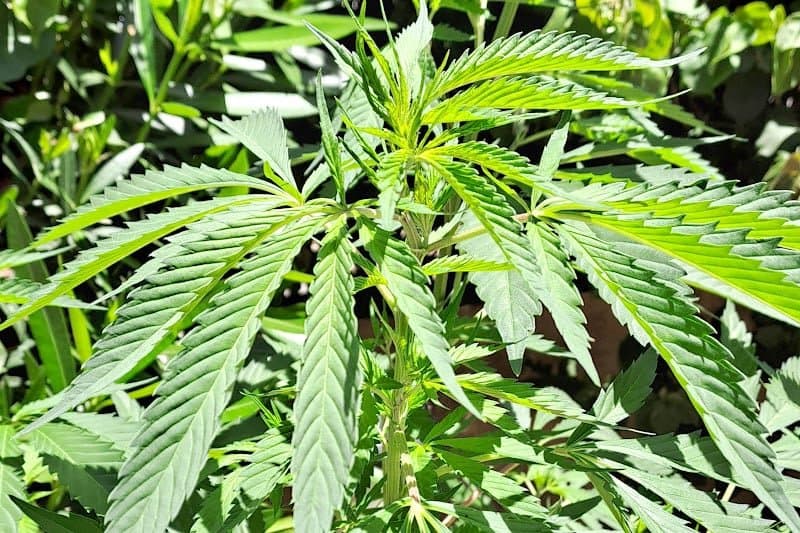 Le Maroc exporte sa première cargaison de cannabis médical vers l’Australie