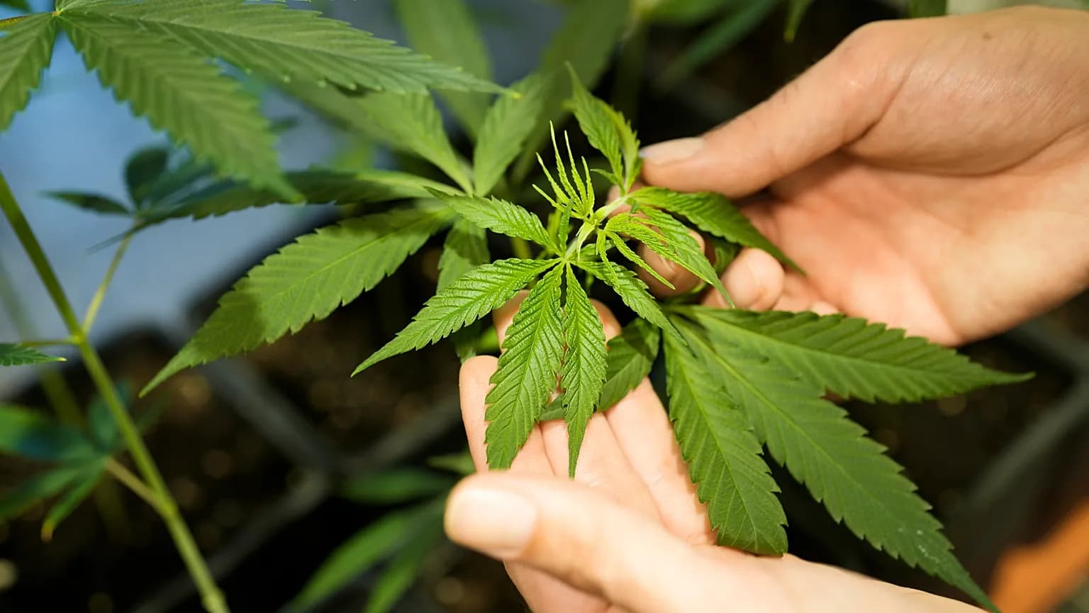 Intoxication au cannabis: les jeunes particulièrement touchés