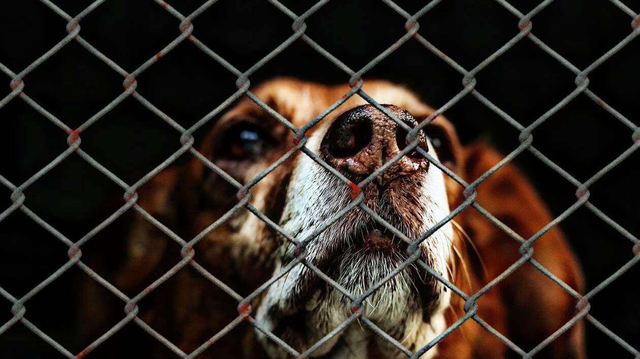 Maroc: Nouvelles modifications au texte sur la protection animale