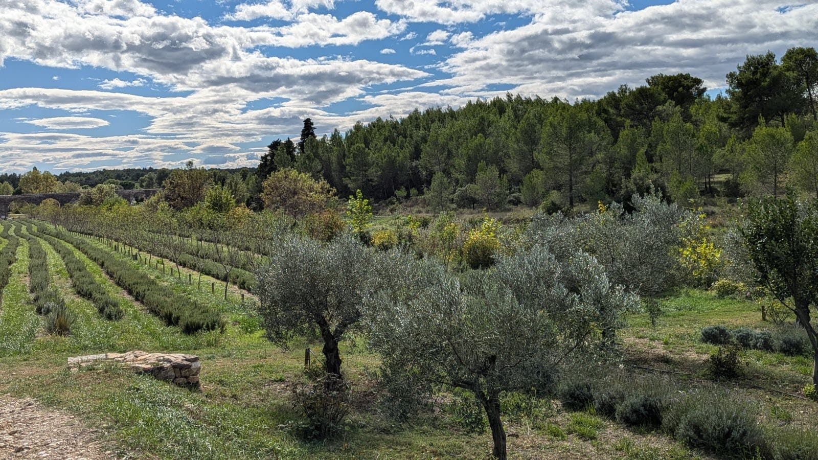 L’Europe mise davantage sur les herbes marocaines